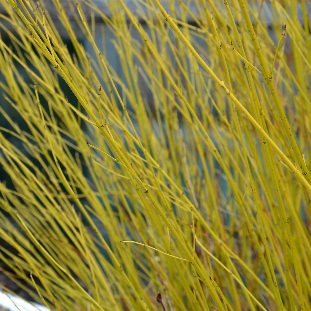 Yellow Dogwood - Bright Winter Stems (Cornus stolonifera flaviramea) 1L/2L - plants - express.com
