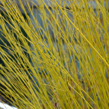 Yellow Dogwood - Bright Winter Stems (Cornus stolonifera flaviramea) 1L/2L - plants - express.com