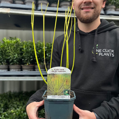 Yellow Dogwood - Bright Winter Stems (Cornus stolonifera flaviramea) 1L/2L - plants - express.com