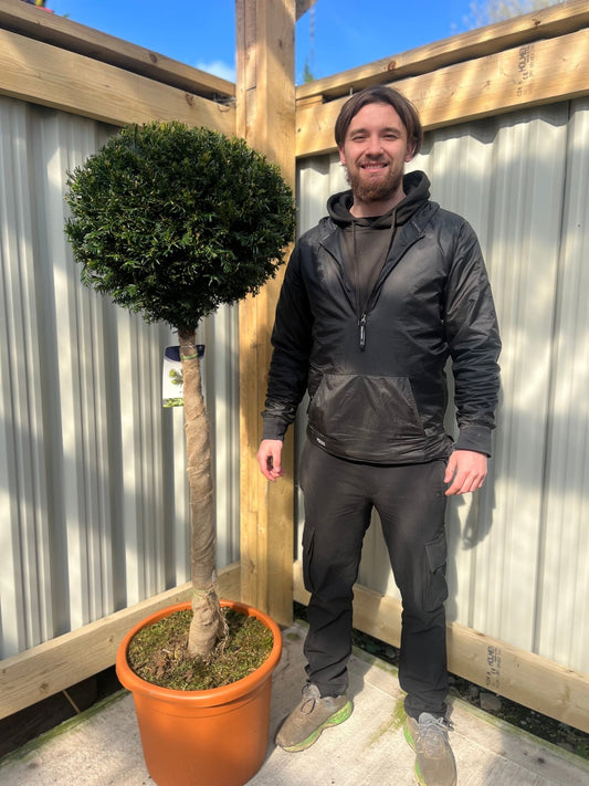 Yew Ball on Stem - Taxus Baccata 35L 170 - 180cm (STEM 90cm) - plants - express.com