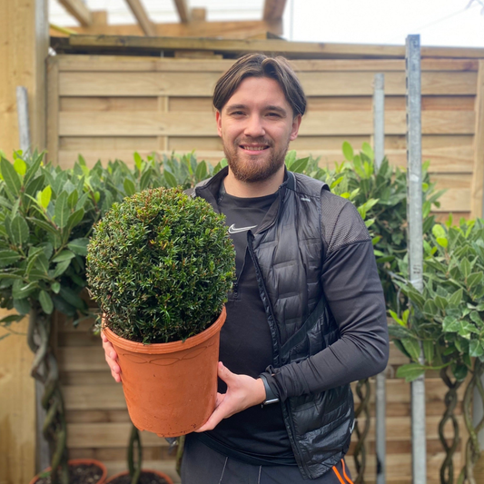 Yew Ball - Taxus Baccata Ball 6L / 7L / 10L / 22L - plants - express.com