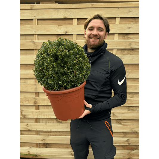 Yew Ball - Taxus Baccata Ball 6L / 7L / 10L / 22L - plants - express.com