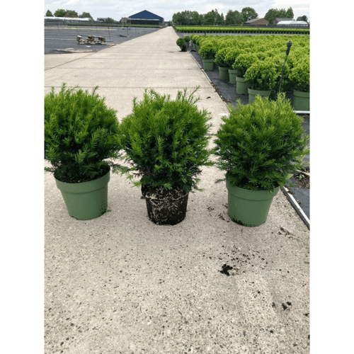 Yew Ball Topiary: Taxus Baccata (Evergreen, Slow - Grow) - plants - express.com