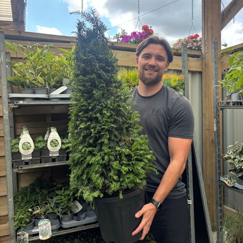 Yew Cone - Taxus Baccata Cone 5L / 7.5L / 10L - plants - express.com
