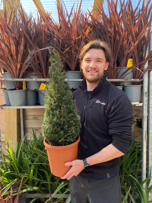 Yew Cone - Taxus Baccata Cone 70 - 80cm - plants - express.com