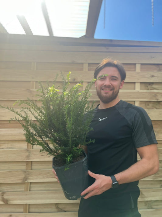 Yew Hedging - Taxus Baccata 9cm/3L - plants - express.com