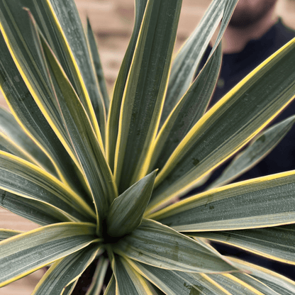 Yucca Gloriosa Variegata | Hardy Evergreen Beauty for Your Garden - plants - express.com