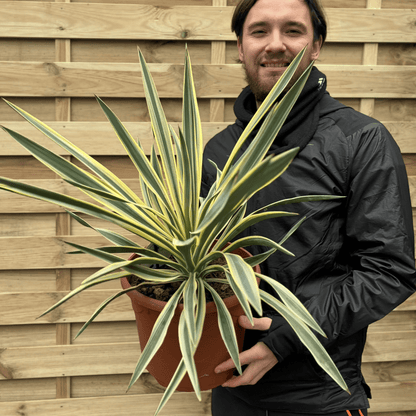 Yucca Gloriosa Variegata | Hardy Evergreen Beauty for Your Garden - plants - express.com