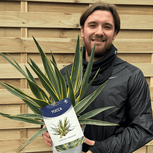 Yucca Gloriosa Variegata | Hardy Evergreen Beauty for Your Garden - plants - express.com