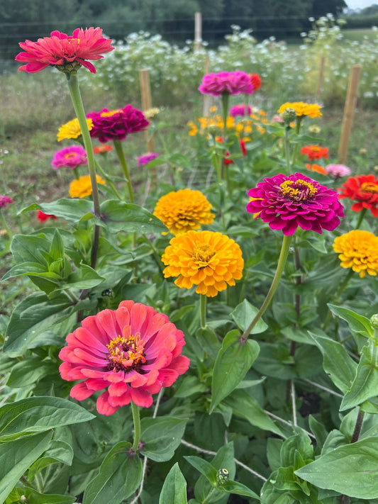 Zinnia Giants of California - plants - express.com