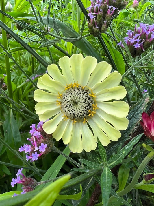 Zinnia Green Envy - plants - express.com