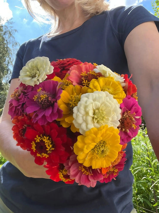 Zinnia Lilliput Mix - plants - express.com